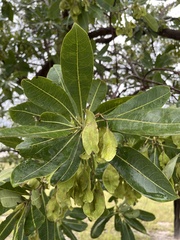 Terminalia brachystemma image