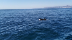 Grampus griseus