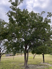 Terminalia brachystemma image