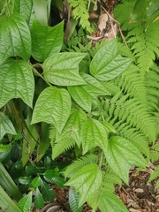 Passiflora costaricensis