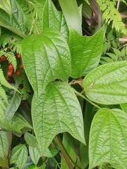 Passiflora costaricensis