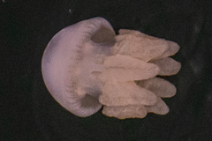 Catostylus perezi