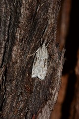 Scoparia plagiotis