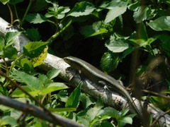 Eutropis multifasciata