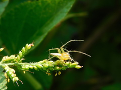 Oxyopes