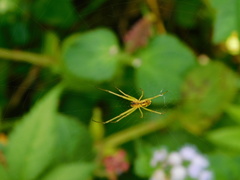 Leucauge celebesiana