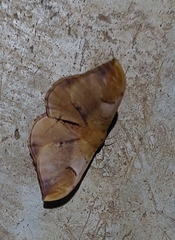 Goodia kuntzei