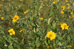 Aldama helianthoides