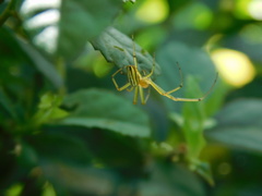 Leucauge celebesiana