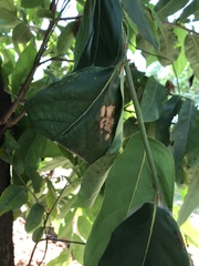 Oecophylla smaragdina