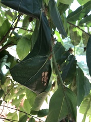 Oecophylla smaragdina