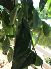 Oecophylla smaragdina