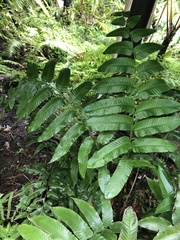 Diplazium megaphyllum