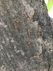 Oecophylla smaragdina