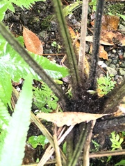 Diplazium megaphyllum