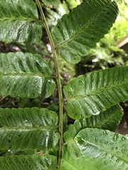 Diplazium megaphyllum