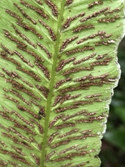 Diplazium megaphyllum