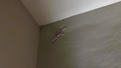 Ptyodactylus
