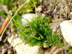 Paraphymatoceros pearsonii
