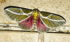 Syssphinx albolineata