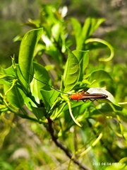 Oberea ferruginea