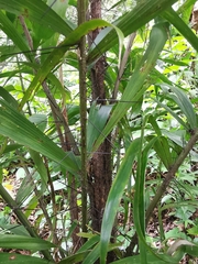 Astrocaryum mexicanum