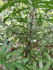 Astrocaryum mexicanum