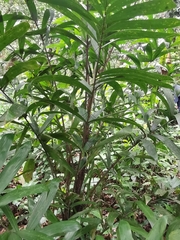 Astrocaryum mexicanum