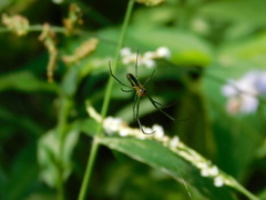 Leucauge celebesiana