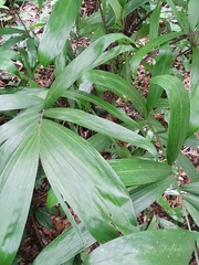 Astrocaryum mexicanum