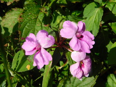 Impatiens platypetala