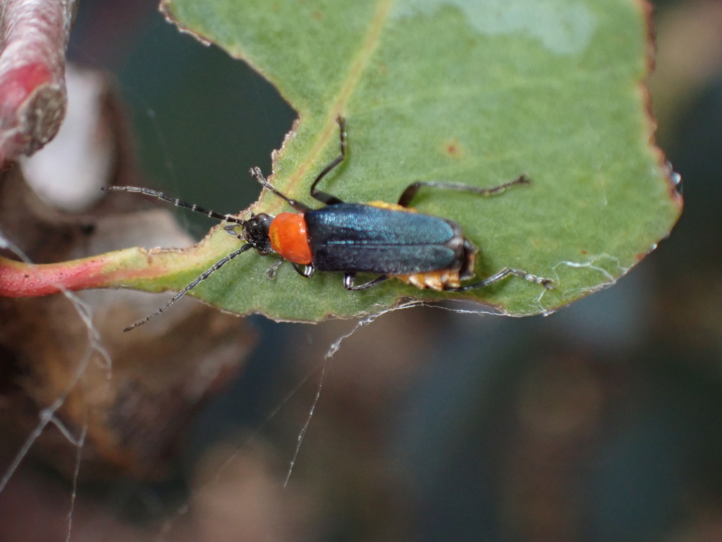 Tricolor Soldier Beetle from Gower VIC 3451, Australia on April 03
