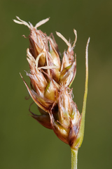 Carex tumulicola