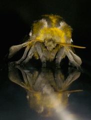 Syssphinx albolineata