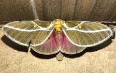 Syssphinx albolineata