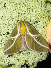 Syssphinx albolineata