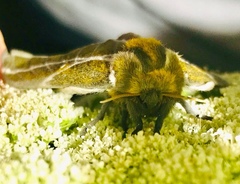 Syssphinx albolineata