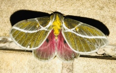 Syssphinx albolineata