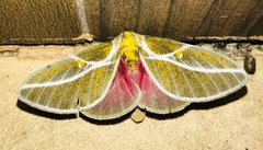 Syssphinx albolineata