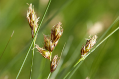 Carex tumulicola