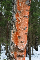 Trentepohlia umbrina