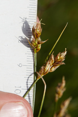 Carex tumulicola