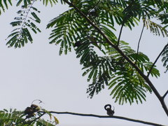 Pericrocotus cinnamomeus