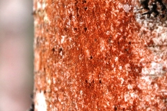 Trentepohlia umbrina