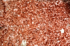 Trentepohlia umbrina