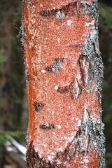 Trentepohlia umbrina