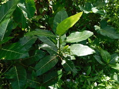 Ficus septica