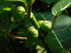 Ficus septica