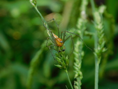 Oxyopes
