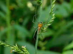 Oxyopes